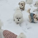 멍더가든 이미지