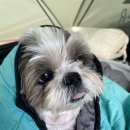 벳소캠프 이미지