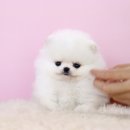 퍼피당강아지 안산본점 이미지