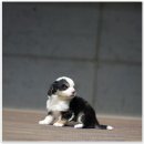 유어펫 강아지분양 고양이분양 본점 이미지