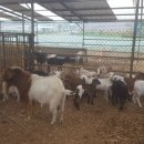 보아농장 이미지