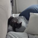 남산황금곱창(카페다) | 7월 먹부림 / 집들이는 계속된다 / 산청숯불가든 / 땀땀 / 어슬청담 / 마초스테이크 / 푸드트럭 순자네곱창