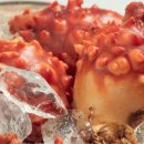 통영생굴멍게비빔밥 이미지