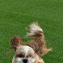 핫도그 반려견 유치원 이미지