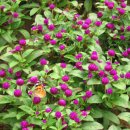 허브향기 이미지