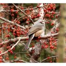 벽적골공원 이미지