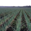 청초농장 이미지