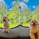 탐스럽개 이미지