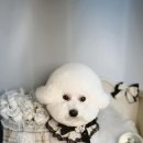 벨르시앙 이미지