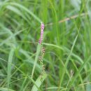 난초목장 이미지