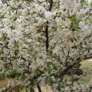 믿음의 동산 이미지