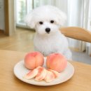 백두 동물병원 | 강아지 복숭아 먹어도 되나요? 위험 부작용 급여량 정리