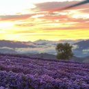 축제_L | 거창 감악산 아스타국화축제 후기 🌸 l 해질녘 방문 꿀팁까지!