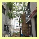 데이비드리페어 이미지