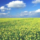 희망의 꽃밭에서 이미지