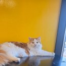 고양이카페 아이캣유 | 양주 가볼만한곳 아이캣유 고양이카페 후기｜아이들과 교감 가능한 주말 가족 나들이 장소