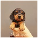 부산 강아지분양 도로시펫 이미지