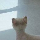 뽀독뽀DOG 네이버블로그