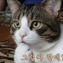 앗싸가오리