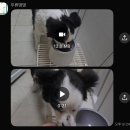 두류댕댕