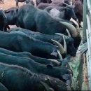 염소사랑농장 이미지