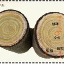 참옻지장수연구소 이미지