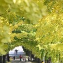 은행나무 이미지