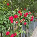 주연온누리약국 | 늘 그랬듯이 늘 같은 노래처럼 함께하면 돼