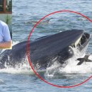 요나고래 이미지