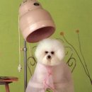 마송 동물병원 이미지