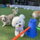 딩동댕댕 애견유치원 이미지