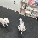 해맑은 애견미용 이미지