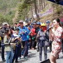 밀양시 중남산 진달래축제 이미지