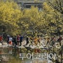 산수유꽃길로 이미지