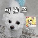 내 최애 미드썸 블랙 초코 리얼 후기