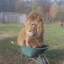 한사자농장 이미지