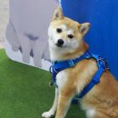 마이리틀퍼피 이미지