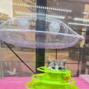 고양이분양 꽃개와 꽃냥 인천 청라점 이미지