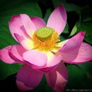 화락 - 남구 왕생로 134 | 화락
