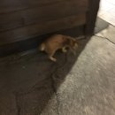 아화장 | 조잡한인생이지만마라탕은먹고싶어