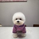 예쁜강아지 | 부드러운 원단의 강아지 티셔츠 후기｜세탁 후에도 예쁜 핏