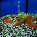 광원수족관 이미지