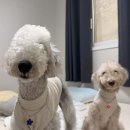 플라워펫 이미지