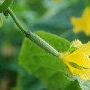 강가에 청기와집 민박 이미지