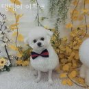 댕댕이 이쁘개 이미지