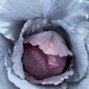 (주)힐링팜 이미지