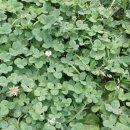 네잎클로버 이미지