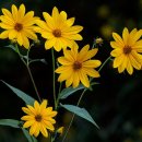 뚱딴지 [돼지감자, 예루살렘 아티초크, Jerusalem artichoke (Helianthus tuberosus)] 이미지