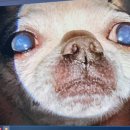 다올동물의료센터 망포점 이미지