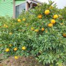 오등체험민박 이미지